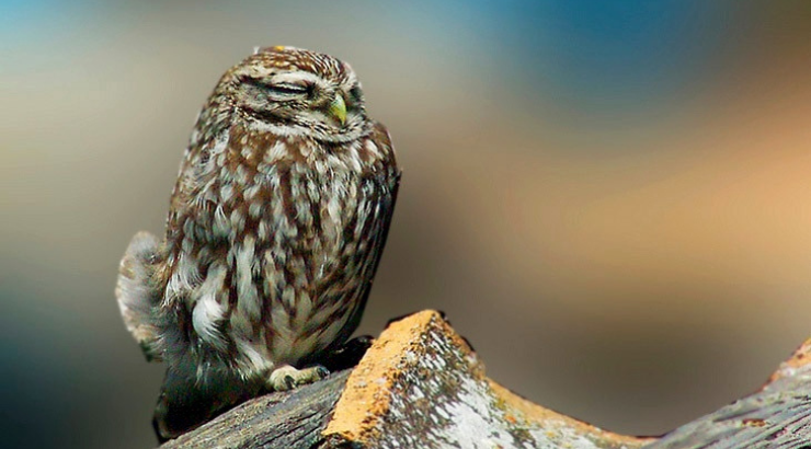 Renvoi d'un bureau d'étude devant le tribunal judiciaire de Marseille pour complicité de destruction d'habitat d'espèce protégée